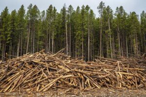 Increasing Deforestation: Effects, Reasons and Solutions