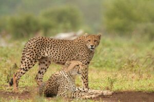 Cheetah: Running Speed, Life and Attacks of Cheetah